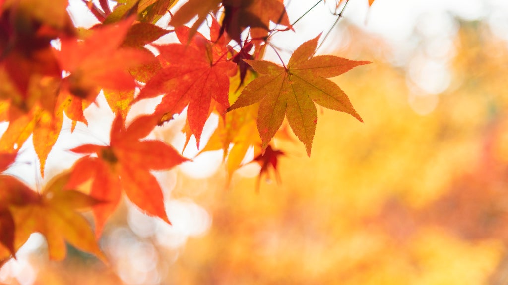 Summery fall warmth continues Thursday in Twin Cities ahead of weekend cooldown — WCCO / CBS Minnesota, Fort Worth Community news