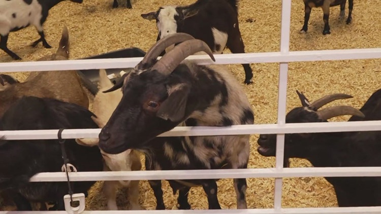 Health officials investigate E. coli cases possibly linked to State Fair of Texas petting zoo — Fort Worth Health news
